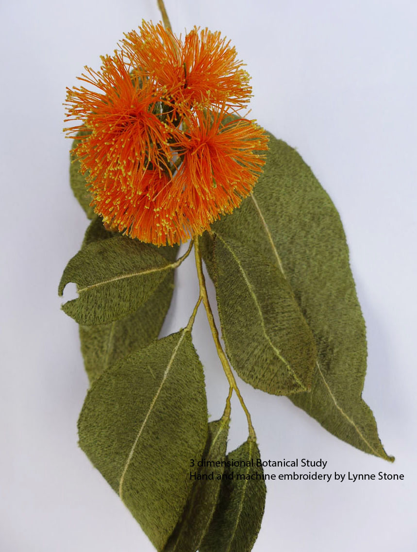 Eucalyptus miniata1